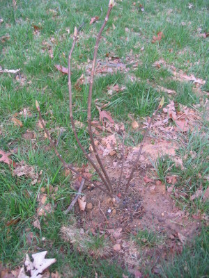 bottlebrush_buckeye_aesculus_parviflora_v.ser