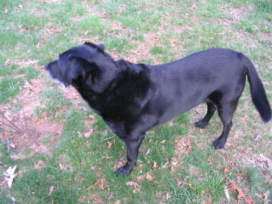bottlebrush_with_dog_for_scale