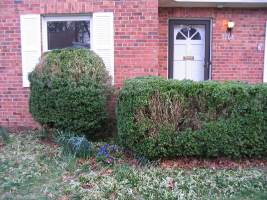 clipped_pill_boxwood