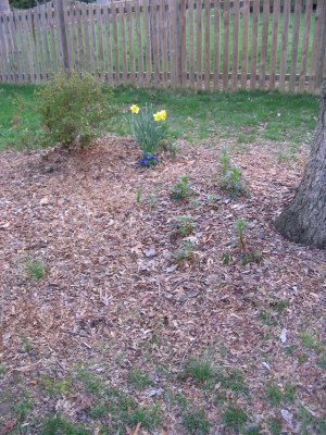 hellebore_bed