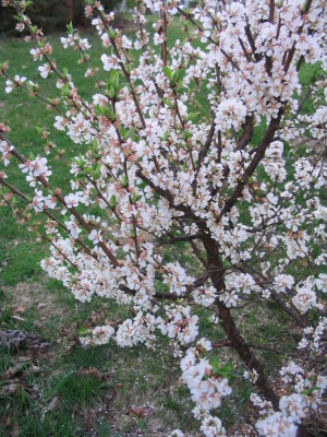 quince_blooms