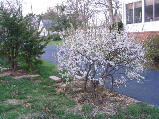 quince_white_flowering
