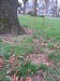 viburnum_nudum_winterthur_smooth_witherod