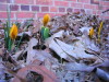 orange_crocus