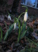 snowdrop_attkii