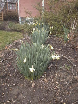 daffodils_west