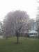 cherry_blossoms