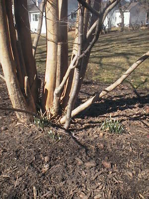 dawes_snowdrops