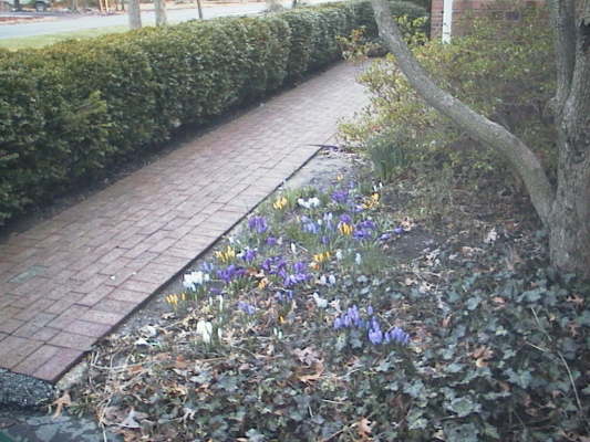 front_crocuses