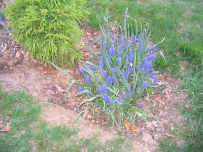 brilliant_muscari_patch