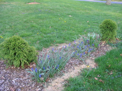 cryptomeria_bed_II