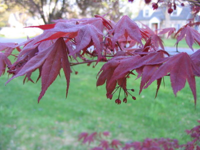 japanese_maple_blooms