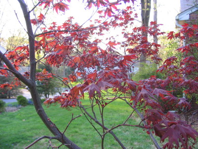 light_filtering_through_japanese_maple