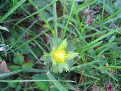 lovely_weed_barren_strawberry_bloom