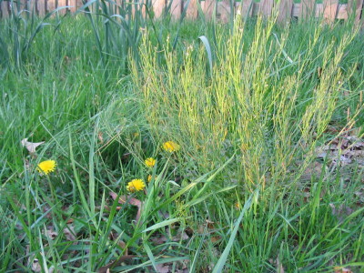 lovely_weed_buttercups_and_popping_grass
