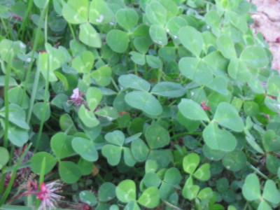 lovely_weed_clovers