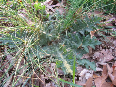lovely_weed_grand_dandilion