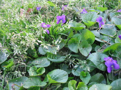 lovely_weed_violas_and_grass