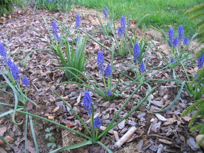more_muscari