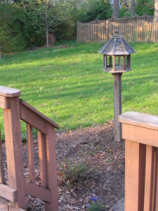 new_birdfeeder_spot