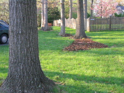 oaks_new_bed