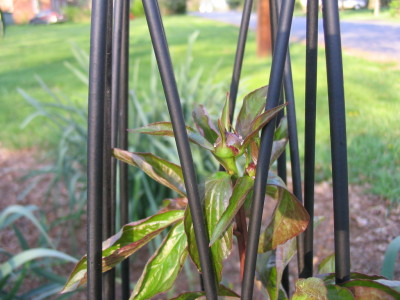poppy_bud_festiva_maxima
