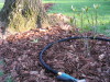 winterthur_viburnum_just_leafing