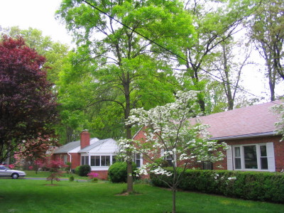 dogwood_doing_well_in_wet_summers