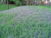 1_beautiful_purple_weedhill