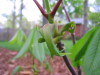 bottlebrush_buckeye_weird_leafing