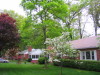 dogwood_doing_well_in_wet_summers