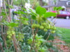 enkianthus_blooms