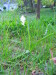 spanish_bells_white