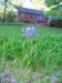spanish_bluebells