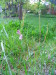 spanish_bluebells_pink