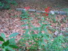 IMG_6065