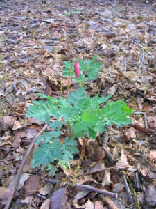 dicentra_zestful_bleeding_heart