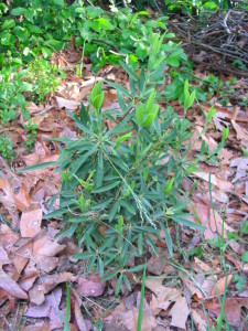 kalmia_angustifolia