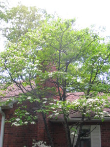 tall_dogwood