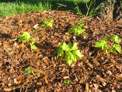 tiarella_times_six