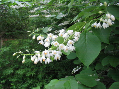 styrax_fragrant_japanese_snowbell_blossoms