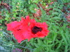 oriental_poppy_Oriental