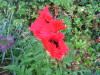 oriental_poppy_papaver_orientale_Oriental