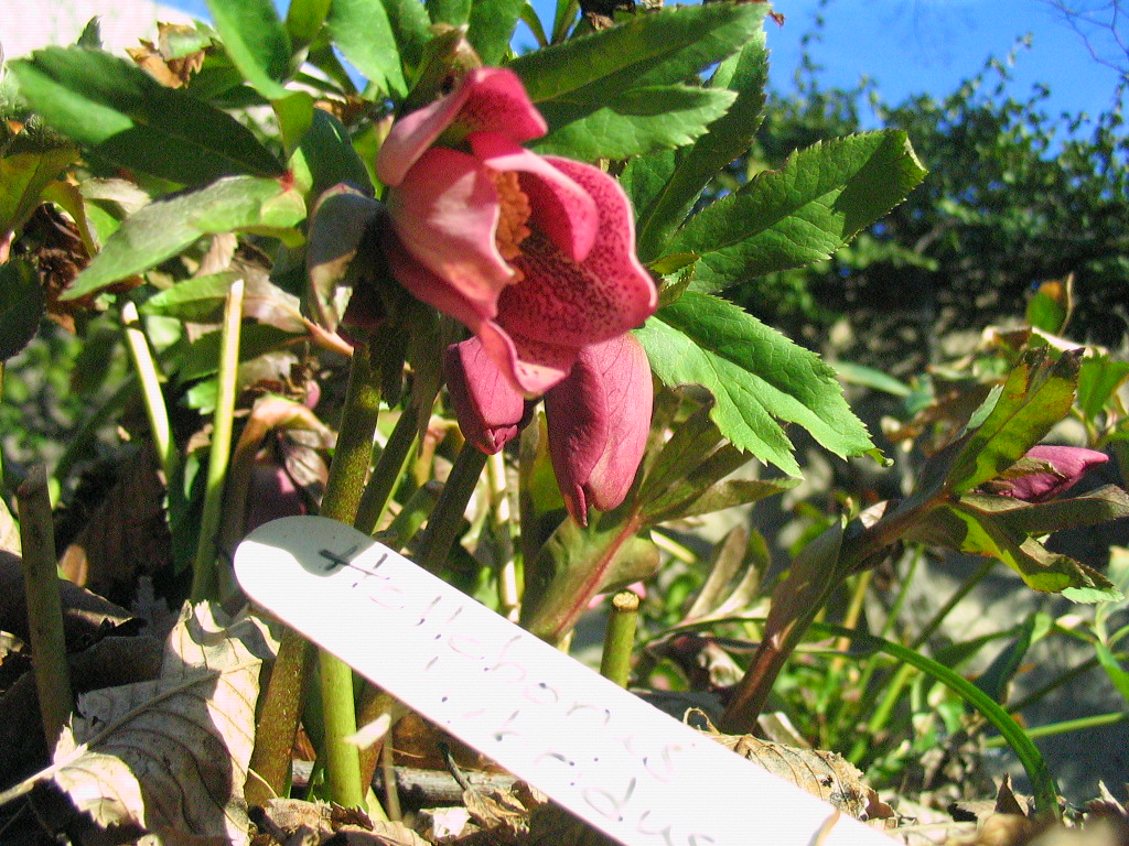 hellebore_hybrid